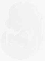 EMAGE:13249