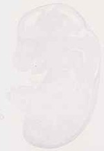 EMAGE:13262