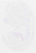 EMAGE:13287