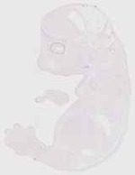 EMAGE:13303