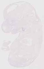 EMAGE:13303