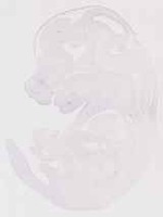 EMAGE:13303
