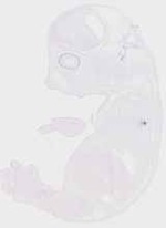EMAGE:13305