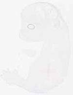 EMAGE:13306