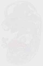 EMAGE:13309