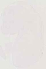 EMAGE:13348
