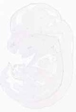 EMAGE:13351
