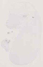 EMAGE:13384