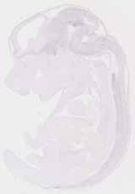EMAGE:13454