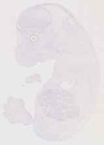 EMAGE:13466