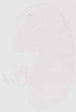 EMAGE:13511