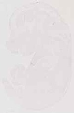 EMAGE:13511