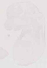 EMAGE:13511