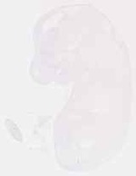 EMAGE:13532