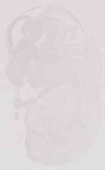 EMAGE:13547