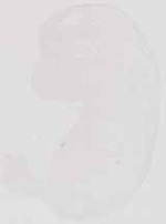 EMAGE:13569