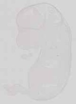 EMAGE:13581