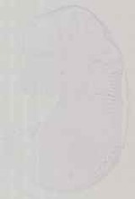 EMAGE:13581