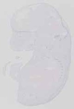 EMAGE:13592
