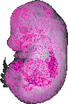 mouse atlas EMAGE spatial in situ gene expression database None