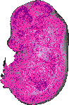 mouse atlas EMAGE spatial in situ gene expression database None