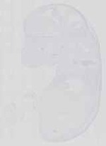 EMAGE:13650