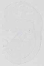 EMAGE:13650