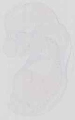 EMAGE:13654