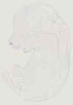 EMAGE:13685