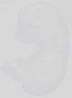EMAGE:13716