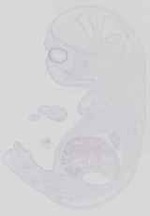 EMAGE:13718