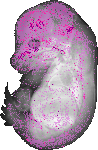 mouse atlas EMAGE spatial in situ gene expression database None