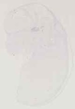 EMAGE:13747