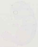 EMAGE:13750
