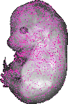 mouse atlas EMAGE spatial in situ gene expression database None