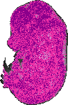 mouse atlas EMAGE spatial in situ gene expression database None