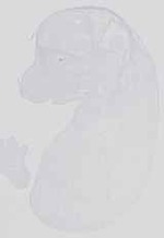EMAGE:13804