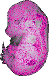 mouse atlas EMAGE spatial in situ gene expression database None