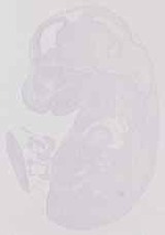 EMAGE:13806