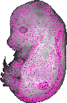 mouse atlas EMAGE spatial in situ gene expression database None