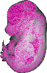 mouse atlas EMAGE spatial in situ gene expression database None