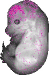 mouse atlas EMAGE spatial in situ gene expression database None