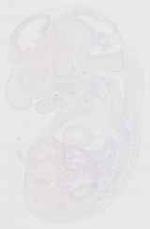 EMAGE:13825