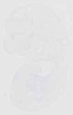 EMAGE:13826