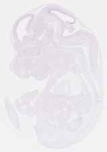EMAGE:13829