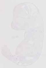 EMAGE:13832
