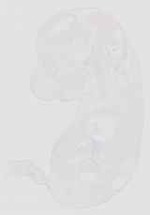 EMAGE:13832