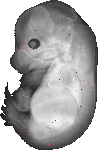 mouse atlas EMAGE spatial in situ gene expression database None