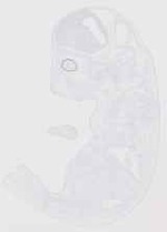 EMAGE:13834