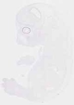 EMAGE:13841